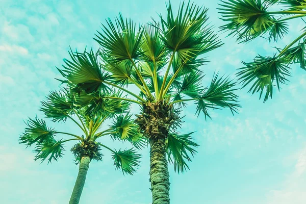 Beautiful Palm trees — Stock Photo, Image