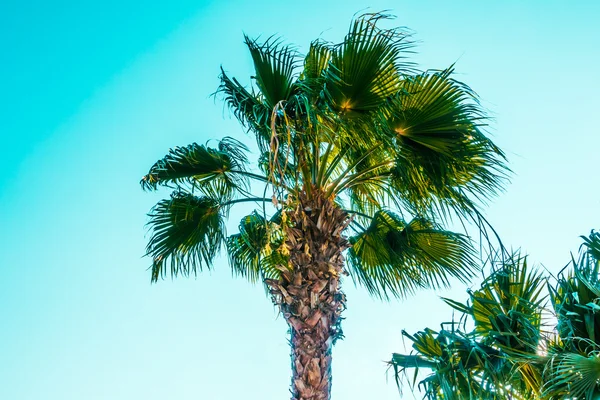 Schöne Palmen — Stockfoto