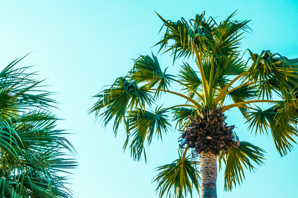 Красивые пальмы
