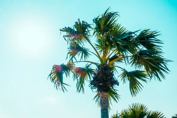 Beautiful Palm trees — Stock Photo, Image