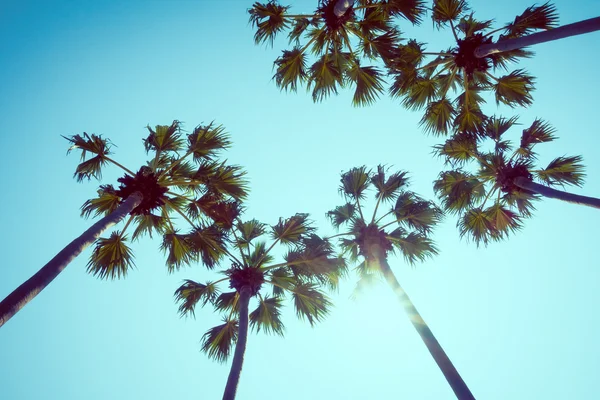 Beautiful Palm trees — Stock Photo, Image