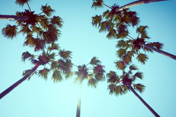 Beautiful Palm trees — Stock Photo, Image