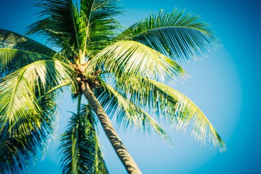 güzel hurma ağacı