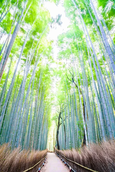 Bela floresta de bambu — Fotografia de Stock