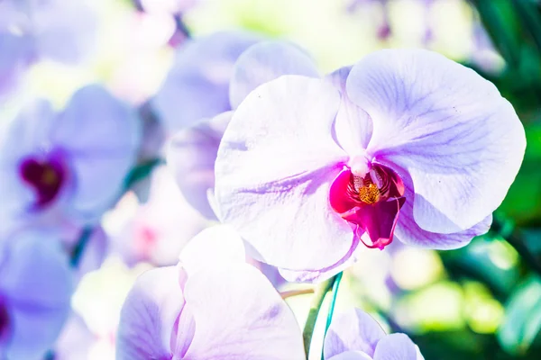 Bellissimi fiori di orchidea — Foto Stock