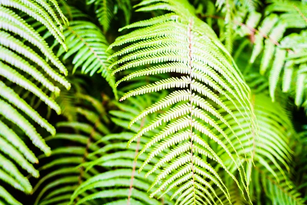 Color verde de las hojas de helecho — Foto de Stock