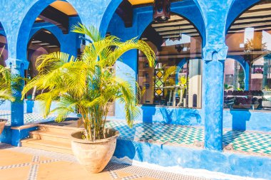 Vazo bitki dekorasyon