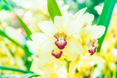 güzel orkide çiçekler