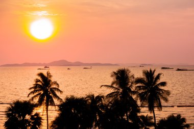 Plajda palmiye ağaçlarının Silhouettes