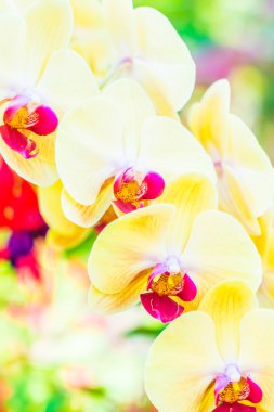 güzel orkide çiçekler