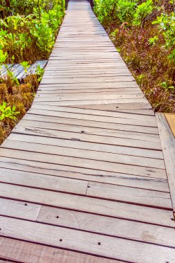 Yürüyüş için ahşap yolu