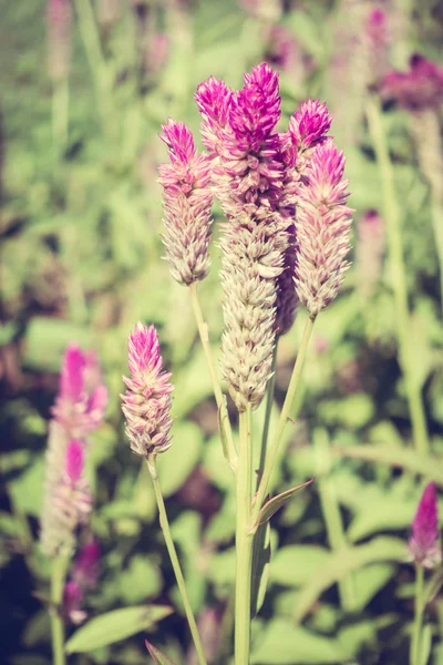 Bellissimi fiori vintage — Foto Stock