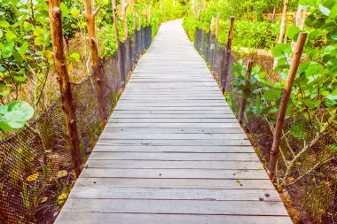 Yürüyüş için ahşap yolu