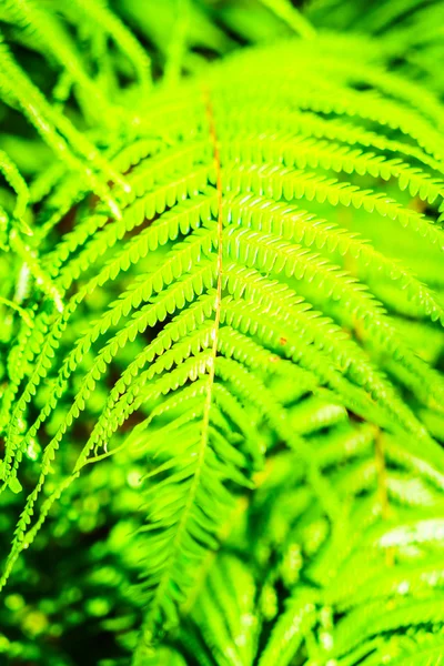 Color verde de las hojas de helecho — Foto de Stock