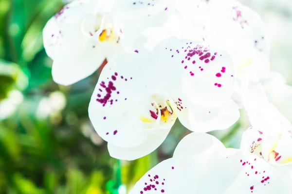 Bellissimi fiori di orchidea — Foto Stock