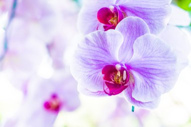güzel orkide çiçekler