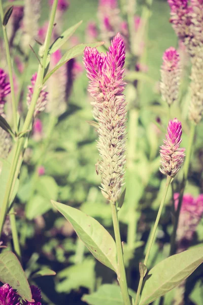 Bellissimi fiori estivi — Foto Stock