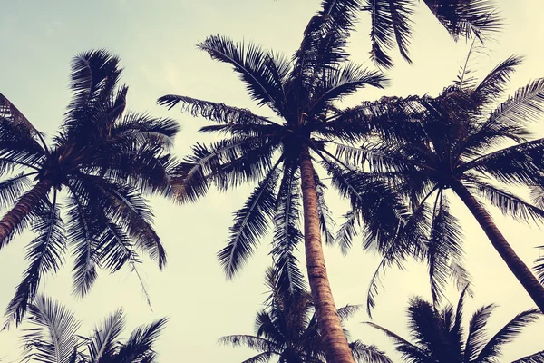 Beaux palmiers — Photo
