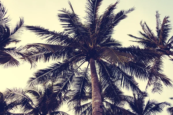 美丽的棕榈树 — 图库照片