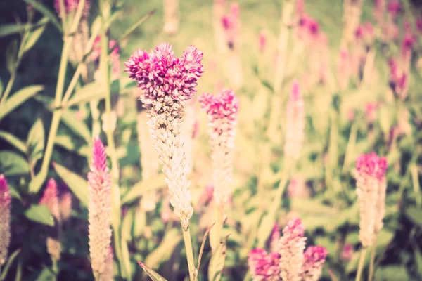Bellissimi fiori estivi — Foto Stock