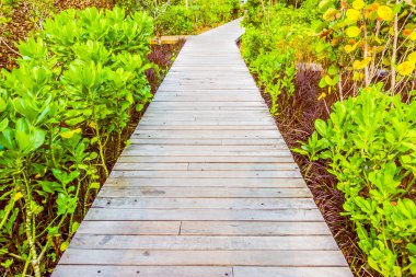 Yürüyüş için ahşap yolu