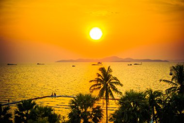 Sahildeki palmiye ağaçları