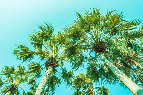 Hermosas palmeras — Foto de Stock