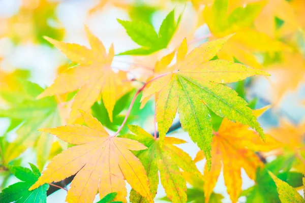 Maple leaf in Autum — Stock Photo, Image