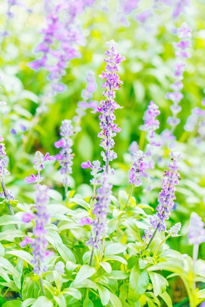 Bellissimi fiori di lavanda — Foto Stock