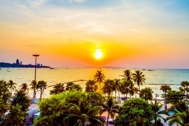 güzel palmiye ağaçları