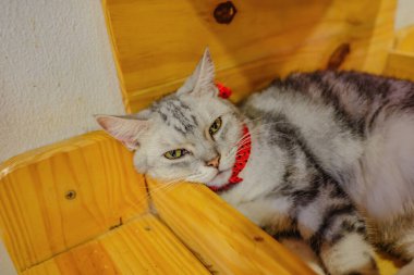 Şirin Kedi Tahta Kutuda Uyuyor. Şirin Kedi Sıkıcı Surat Yapıyor.