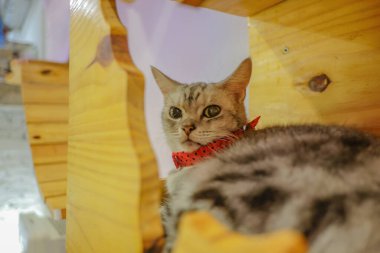 Şirin Kedi Tahta Kutuda Uyuyor. Şirin Kedi Sıkıcı Surat Yapıyor.