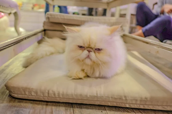 Cerca Lindo Persa Gato Hacer Aburrido Cara Café —  Fotos de Stock