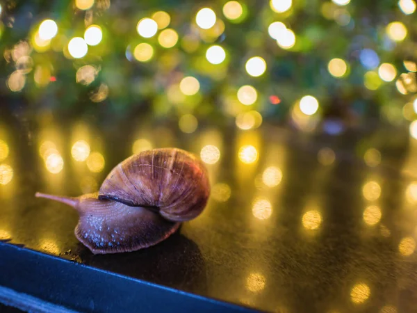 Close Snail Bokeh Christmas Light Reflection Bokeh Light Floor — Stock Photo, Image