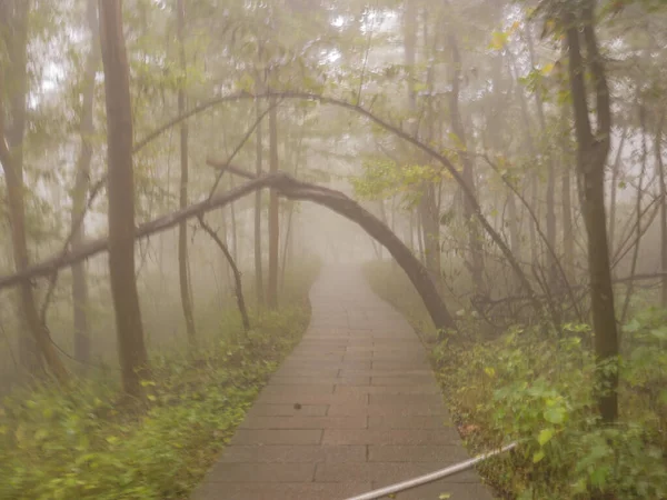 Nebbia Copre Tutta Montagna Tianzi Nel Parco Nazionale Della Foresta — Foto Stock