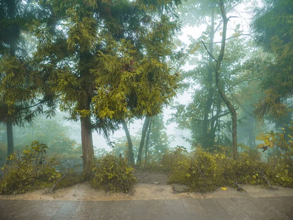 Nebbia Copre Tutta Montagna Tianzi Nel Parco Nazionale Della Foresta — Foto Stock