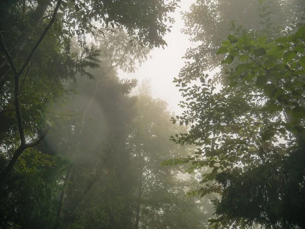 Nebbia Copre Tutta Montagna Tianzi Nel Parco Nazionale Della Foresta — Foto Stock