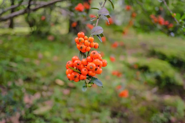 Turuncu Rowan Meyvesi Parktaki Ağaçta Asılı — Stok fotoğraf