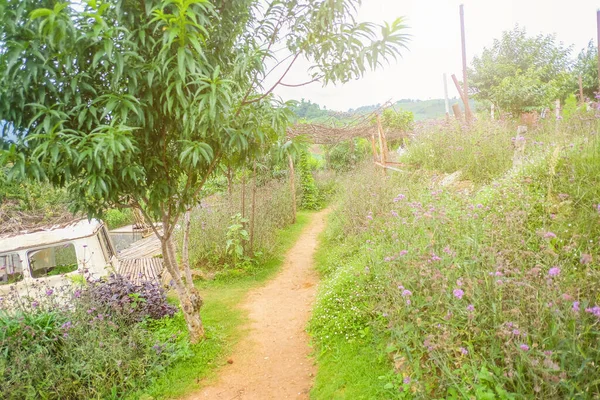 Blommor Trädgård Mon Sylt Berg Chiang Mai Stad Thailand — Stockfoto