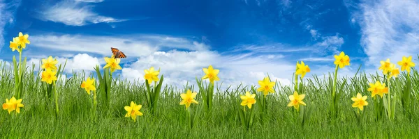 Green spring meadow — Stock Photo, Image