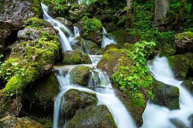Yeşil ormanda şelale
