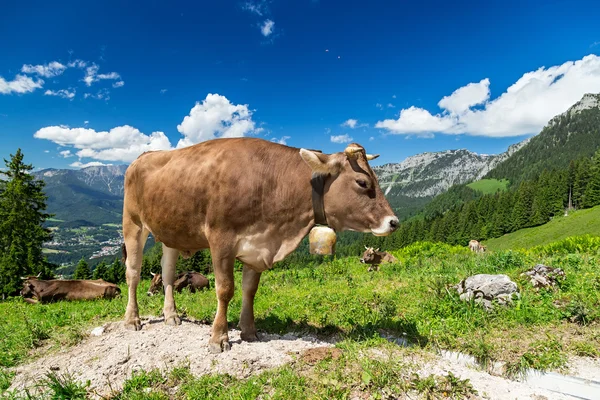 Vaca marrom na paisagem da montanha — Fotografia de Stock