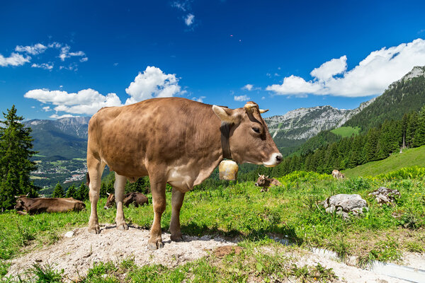 brown cow in mountain landscape