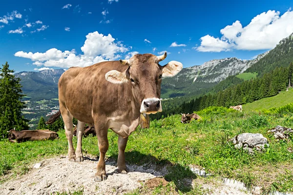 Vaca marrom na paisagem da montanha — Fotografia de Stock