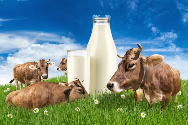 Vacas com garrafa de leite no prado — Fotografia de Stock