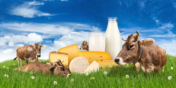 Vacas con botella de leche y queso en el prado —  Fotos de Stock