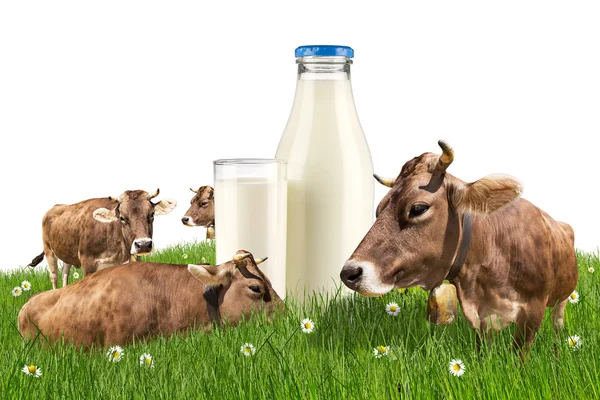 Коровы с молочной бутылкой на лугу — стоковое фото