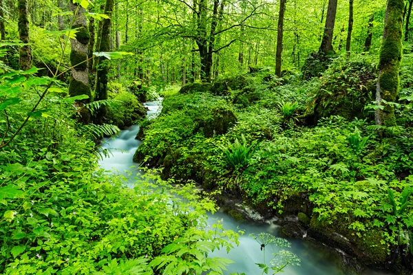 Pequeno riacho de floresta — Fotografia de Stock