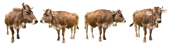 Vacas marrons isoladas — Fotografia de Stock
