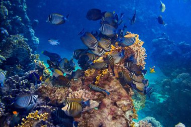 Zebrasoma desjardinii kolonisi ya da renkli sualtı mercan resiflerindeki Hintli denizci doktor balığı. Deniz hayvanı yaban hayatı okyanus arka planı